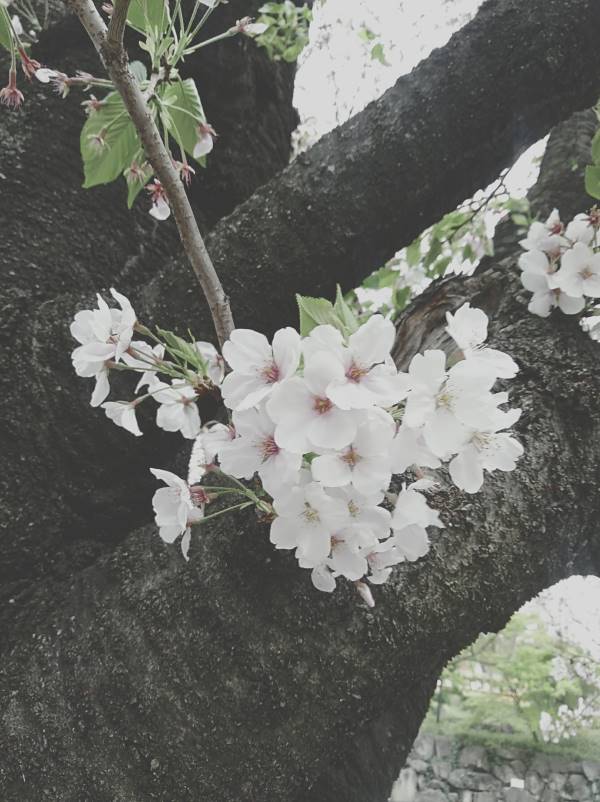 vinhkun 様用12000円値引　結実、開花確認　21ジャボチカバ・大葉系 ジャボチカバ 実のおすすめ人気商品一覧 通販 - Yahoo!ショッピング