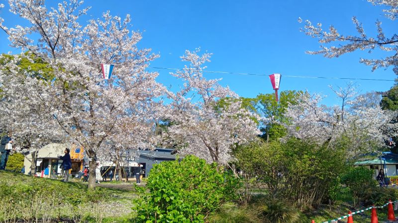 2026/04/02の飛鳥山公園の桜
